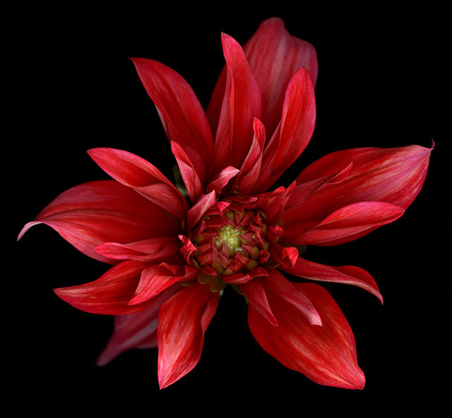 "Dahlia" by Katinka Matson